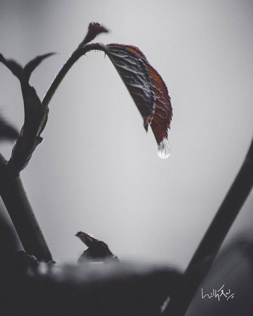 ihithro's tweet photo. Every drop of water is not only precious but also beautiful . . . .
.
#ihithro *,~~] https://t.co/AC1HDKdWs0
#macro #micro #nikon https://t.co/GnCaKPfjjn