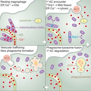 mmw_lmw's tweet photo. #MacroPhage clearance of #ApoptoticCells involves #MitoChondrial Fission | IraTabas @Columbia @CellCellPress https://t.co/imvFIlAxEh https://t.co/ifebxl86J4