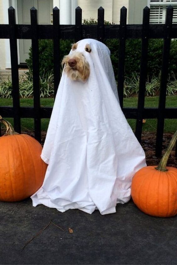 DogShirtClub's tweet photo. October means it's time to plan Halloween costumes! Check out @HuffingtonPost's best Halloween costumes for dogs! https://t.co/ro4DdxV9Ue https://t.co/mAi8j7Mgl1