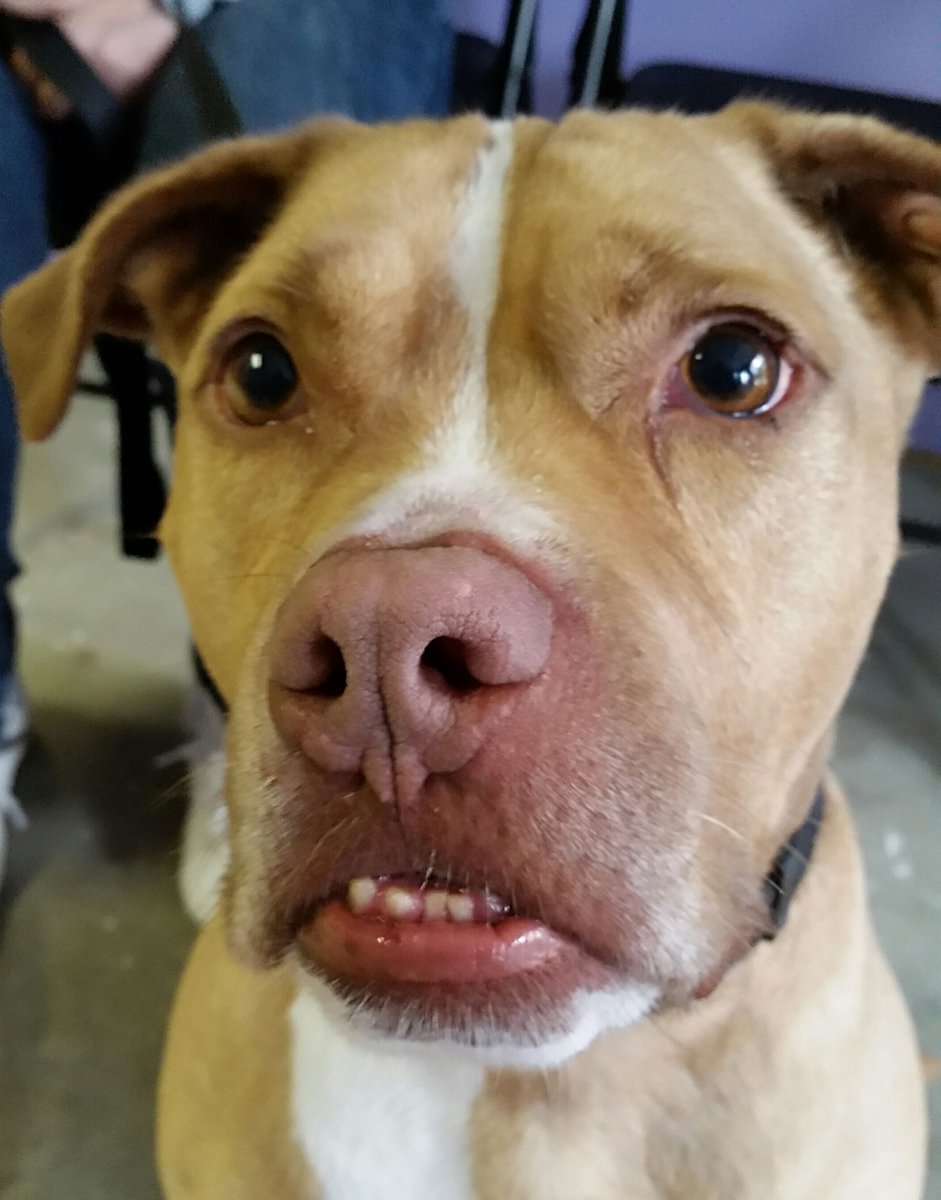 bghumane's tweet photo. October is Pit Bull Awareness Month! We have lots of awesome Pitties waiting for homes! https://t.co/jxiZgS7nSo