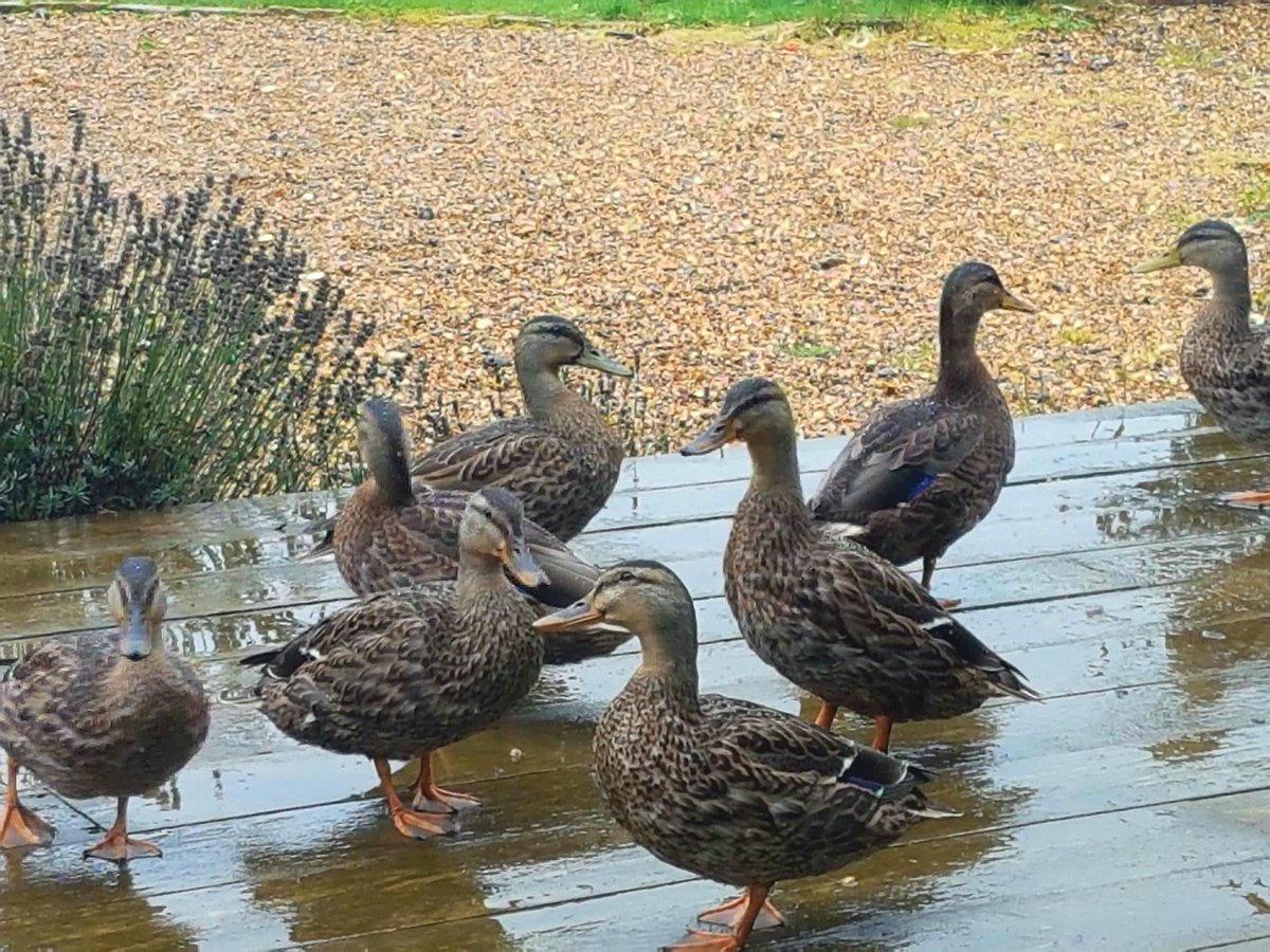 barn_tony's tweet photo. My babies have left home 😐 https://t.co/pRgv6QhI4b