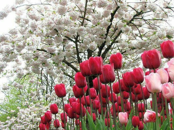 vilaandrealili1's tweet photo. ༺🌷★🌷༻ RETWEET

༺🌷★🌷༻ FOLLOW ALL WHO RT

༺🌷★🌷༻ FOLLOWBACK

༺🌷★🌷༻ GAIN WITH #TT4F

༺🌷★🌷༻ FOLLOW 
@omniajen 🌷
@devilsright  🌷
@MGWVMaddy  🌷 
@V2_N_St0 🌷 https://t.co/xbOhXukugf