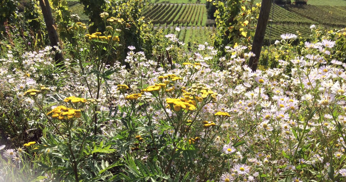 Vintage 2017. Historical early harvest. Quality exceptional.