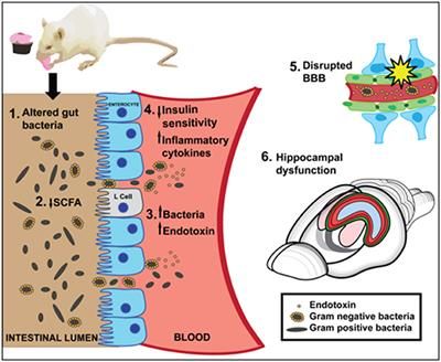DrMichaelGoran's tweet photo. Gut to Brain Dysbiosis: Mechanisms Linking Western Diet Consumption, the Microbiome, and Cognitive Impairment https://t.co/iqYYfq8lvZ https://t.co/r0uHR6rXWw