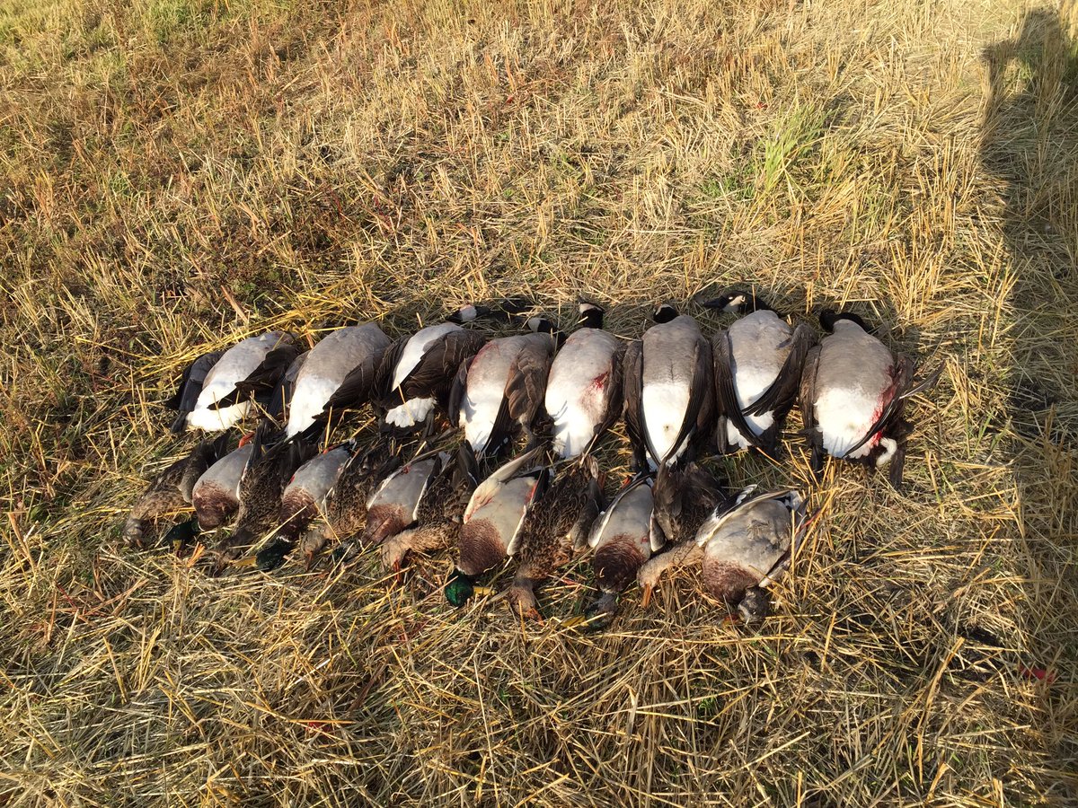 Boys got on them again today!