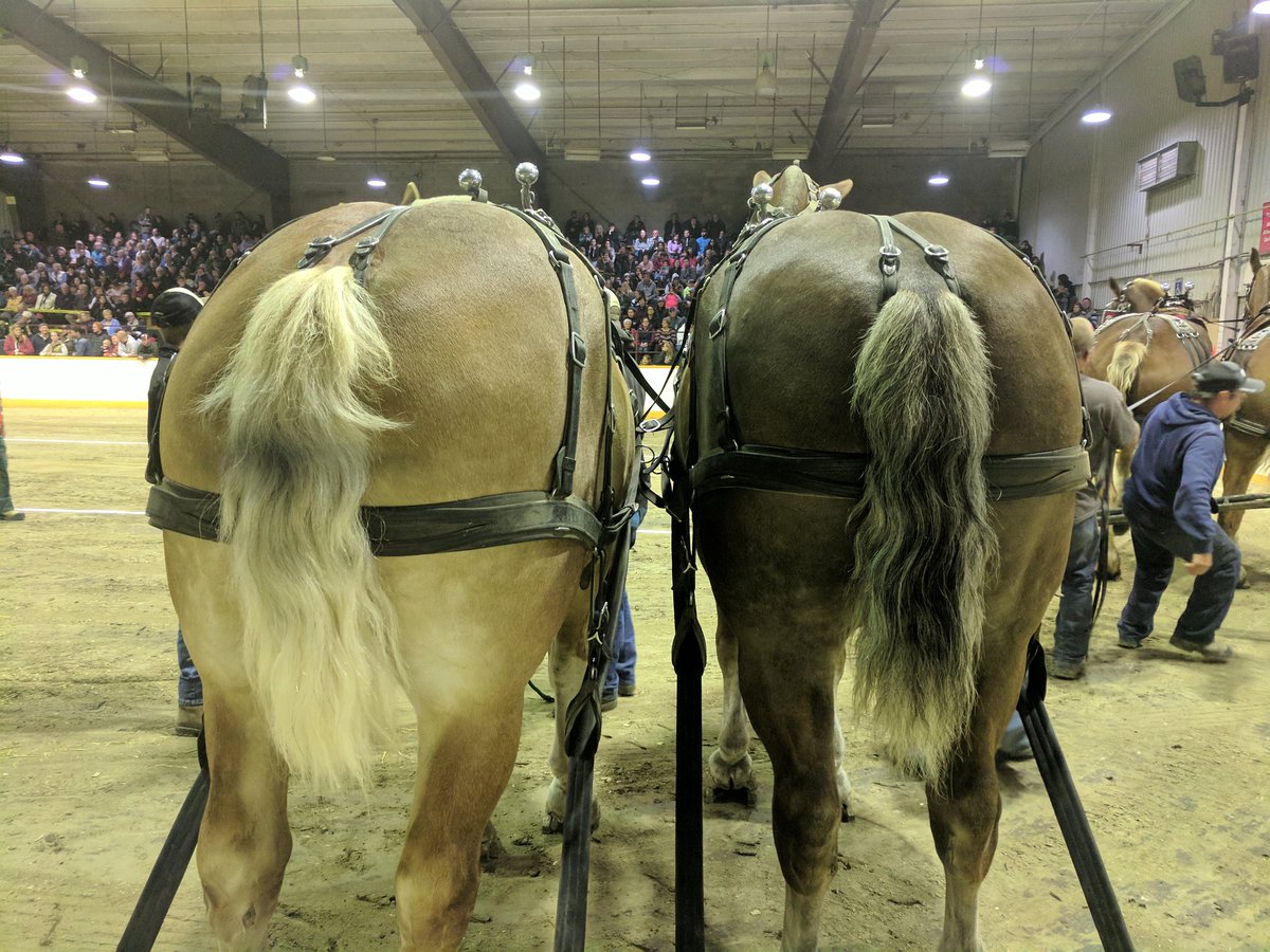 rsmiith's tweet photo. Season for fall fairs 🎡 @markhamfair #horsebutts #horsepull #yinyanggoat #animallove https://t.co/ezYJr85wab