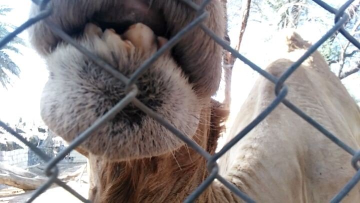 JKTrails_'s tweet photo. Kiss meh!!!
#camel #playtime #gocamel
#arab #morocco #morocan #desert #animal #pet #petlover #wild #public #landsc… https://t.co/aMoXKwov3M https://t.co/alFud229d9