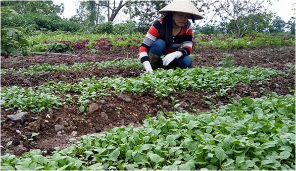 Flea beetle management &amp; #organic green mustard production Hoang Thi Hau from Vietnam share her story <a href="/owc_India/">OrganicWorldCongress</a> <a href="/IFOAMorganic/">IFOAM - Organics International</a> #farmer