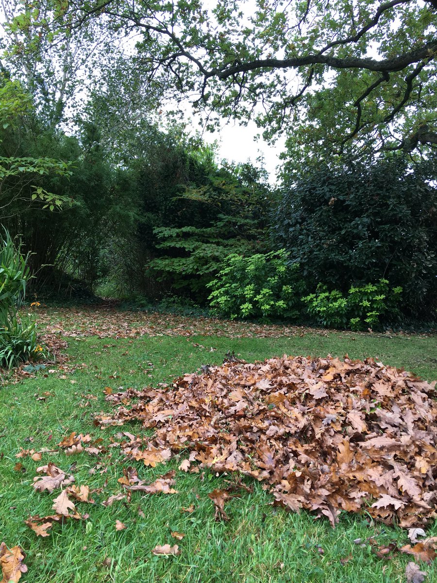 wildcountryfit's tweet photo. Got to love a bit of leaf raking for some upper body workout. #feelgoodoutside #onlythebeginning #moreleavestocome https://t.co/50mLr06zoD