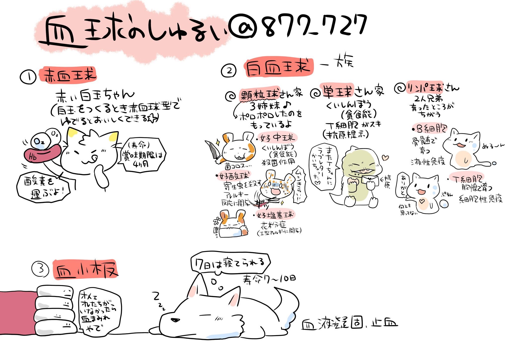 Twitter এ 看護師のかげさん イラスト看護帖書籍化 血球の種類 白血球 好中球 好酸球 好塩基球 リンパ球 単球 マクロファージ 赤血球 血小板 肥満細胞 樹状細胞は造血幹細胞 血球芽細胞 骨髄幹細胞 からできている 造血幹細胞は骨髄でできる