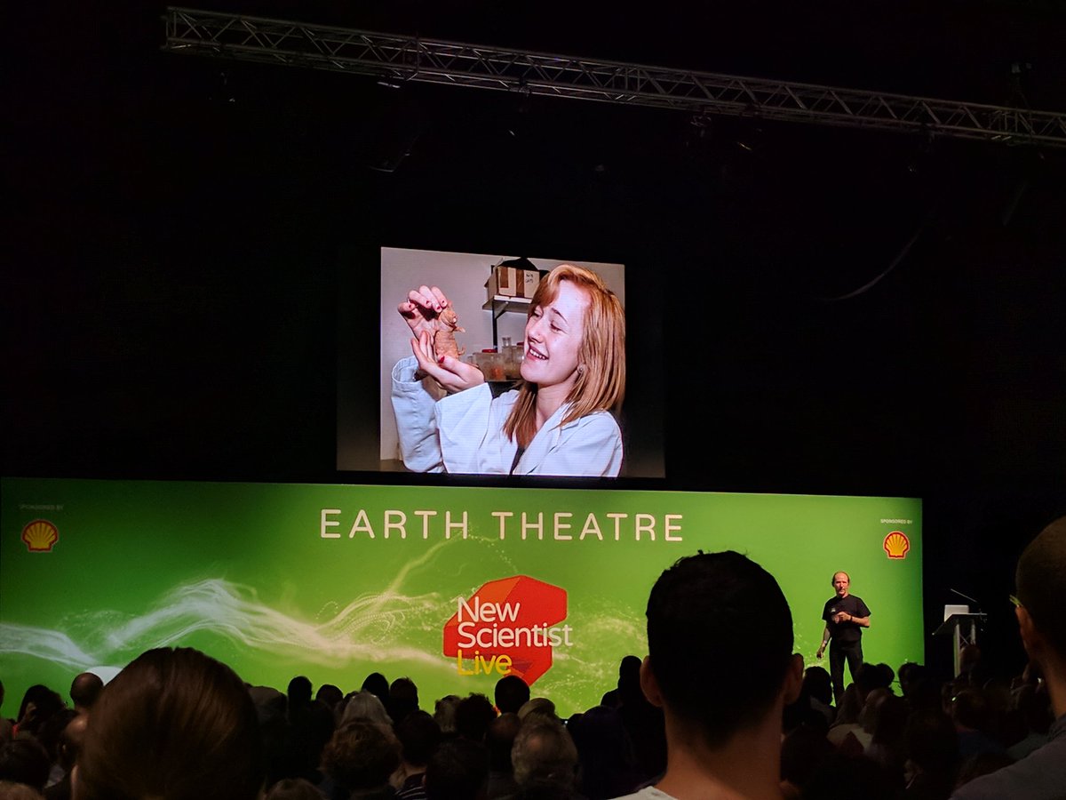 🍌 naked mole-rats tweet media