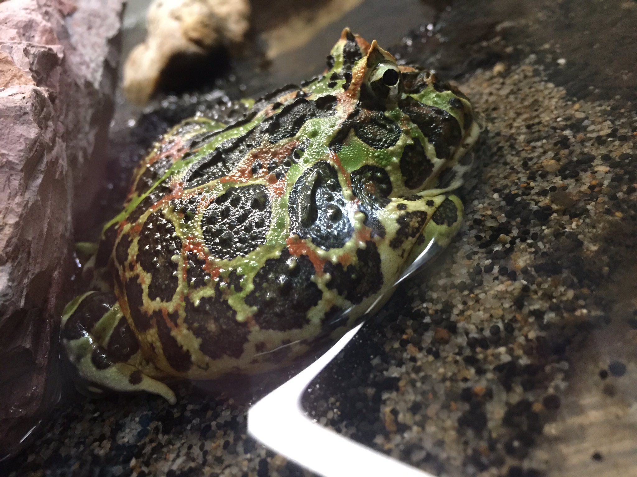 月光 ベルツノガエル ツノガエル界の王道 温度管理等のことからツノガエルの中では一番飼いやすいと言われるカエル こちらも非常に大型化するが人工餌などを好んで食べる 他にもマウス 小魚 カエル 虫など口に入るものはなんでも食べる そしてカラー