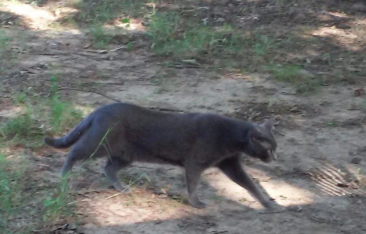 Blutospin's tweet photo. gonna bruize someone!!  😾👊 @ZombieSquadHQ @MadSCWT @ChinCrestedZoey @GregariousGus @Pixie_Tooth @Mygreatredmare @3coolkatz @PicklesBottom https://t.co/sXTOlZo1lF