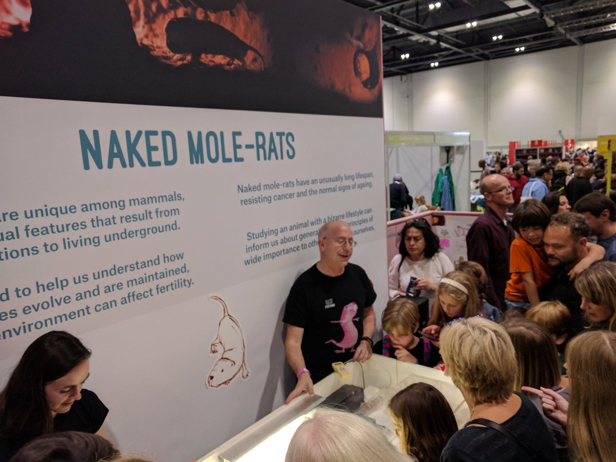 🍌 naked mole-rats tweet media