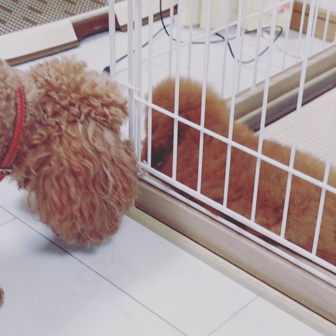 y_ki411's tweet photo. 家族が増えました❤
名前はぷーちゃん🤘
トイプードルのぷーちゃんじゃないで。ぷりんのぷーちゃん🍮 https://t.co/CIjMkPCZ7L