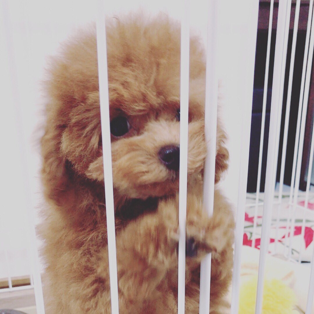 y_ki411's tweet photo. 家族が増えました❤
名前はぷーちゃん🤘
トイプードルのぷーちゃんじゃないで。ぷりんのぷーちゃん🍮 https://t.co/CIjMkPCZ7L