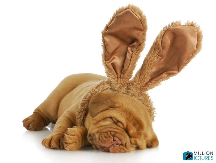 Deepdivaz's tweet image. A little taste of cuteness to help jump start your day.