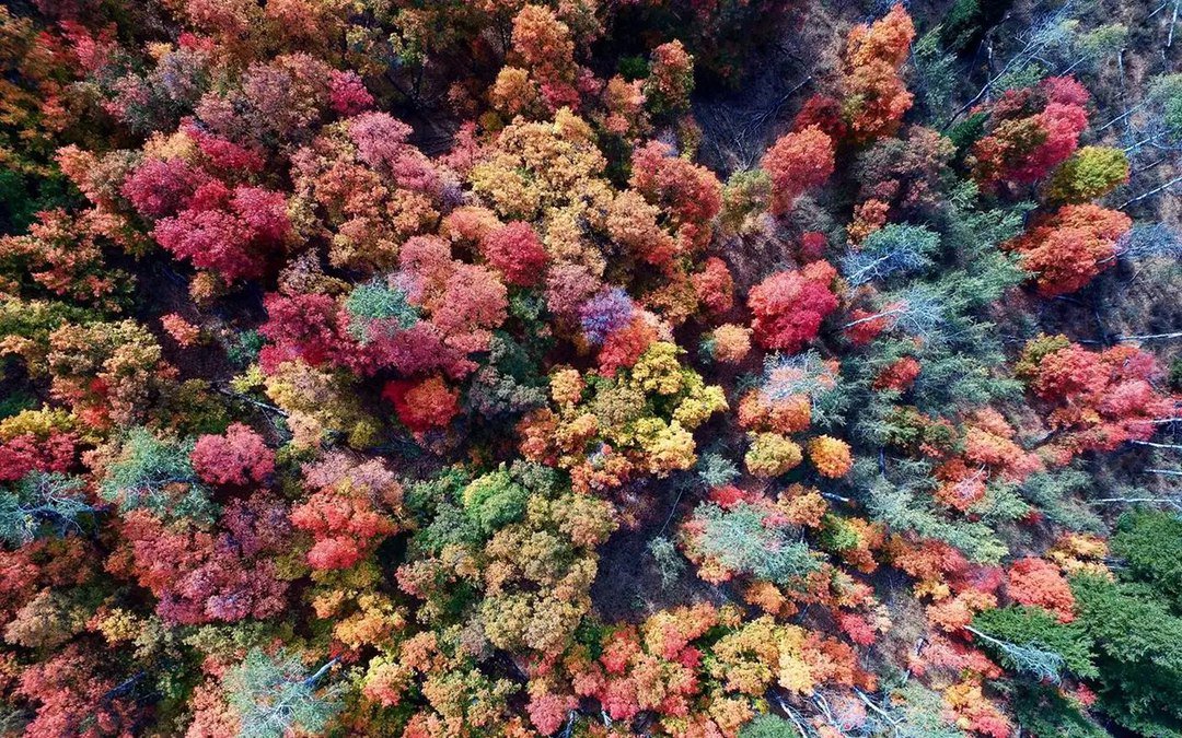 баугиния (баухиния) пестрая. пестрая гниль древесины. кодиеум кротон узколистный. баухиния пестрая орхидейное дерево. пестрое дерево.