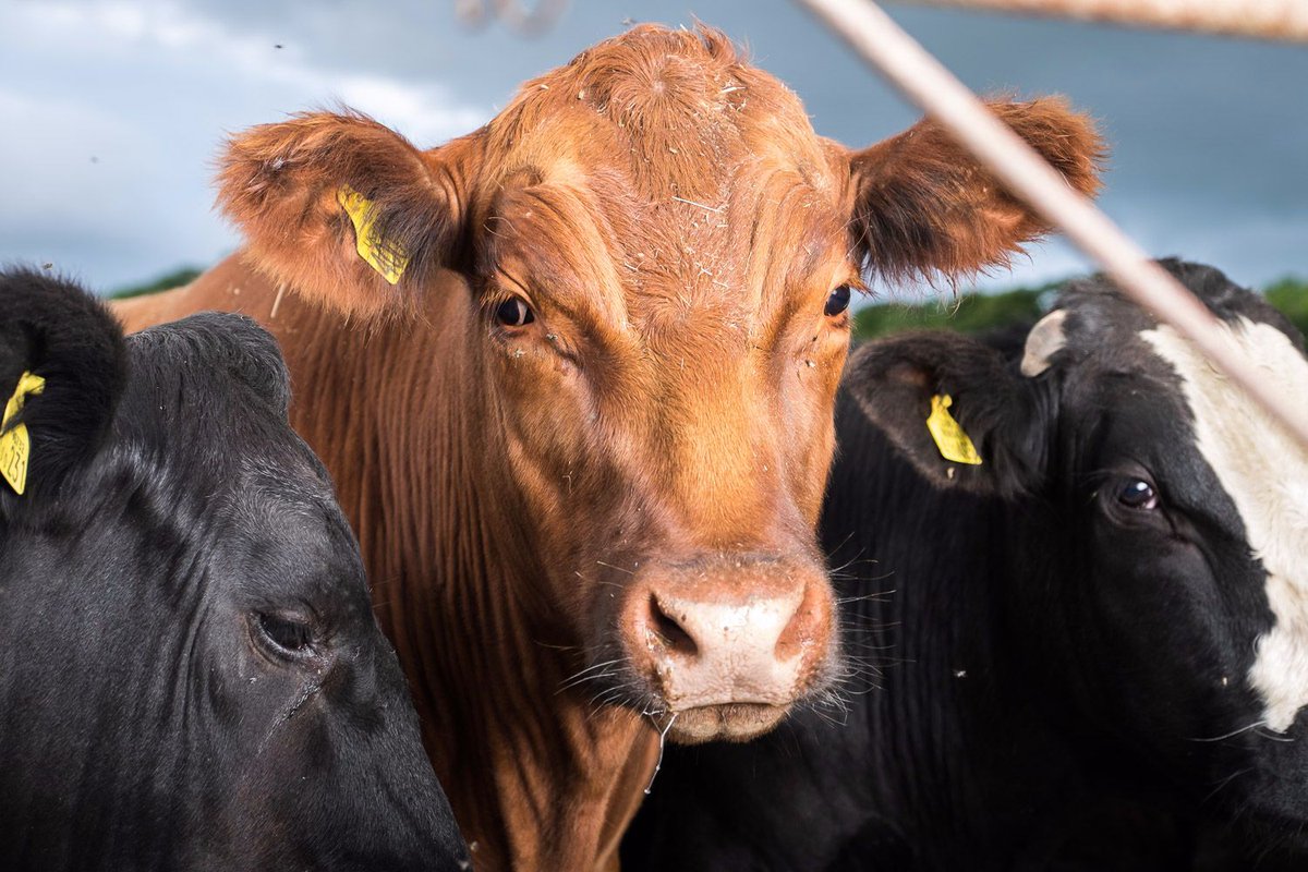 All our meat is organic and we are proud to source it from @Rhug_FarmShop #organic #Hampstead