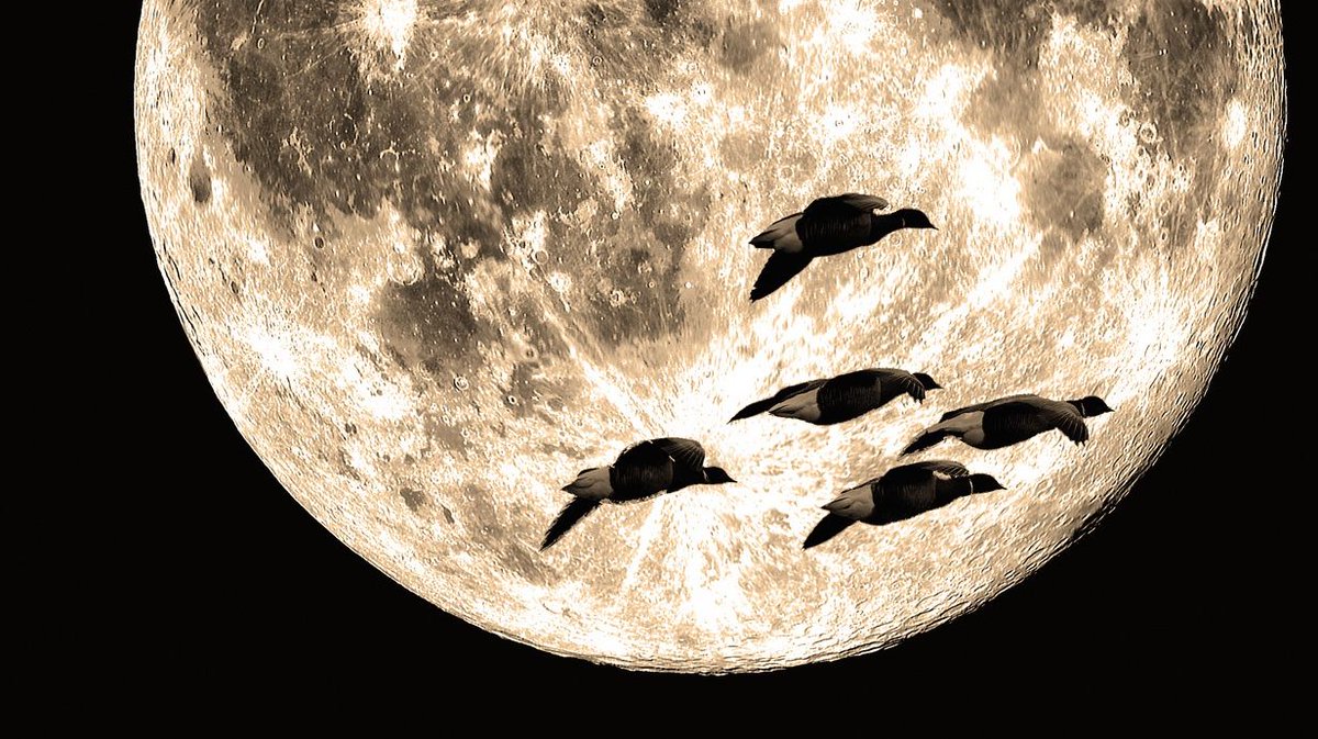 deliverROCKET's tweet photo. Ignoring team alignment problems can seriously interfere with project goals. @15Five offers some great advice: https://t.co/L4ude1LALu https://t.co/FOMKH1QcMW