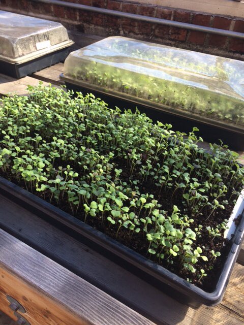 Congratulations to Arbor’s Itzel Garcia for winning the Golden Spoodle Award for her work on the greenhouse at <a href="/nwhuskies/">Northwood Middle School</a> #112pride