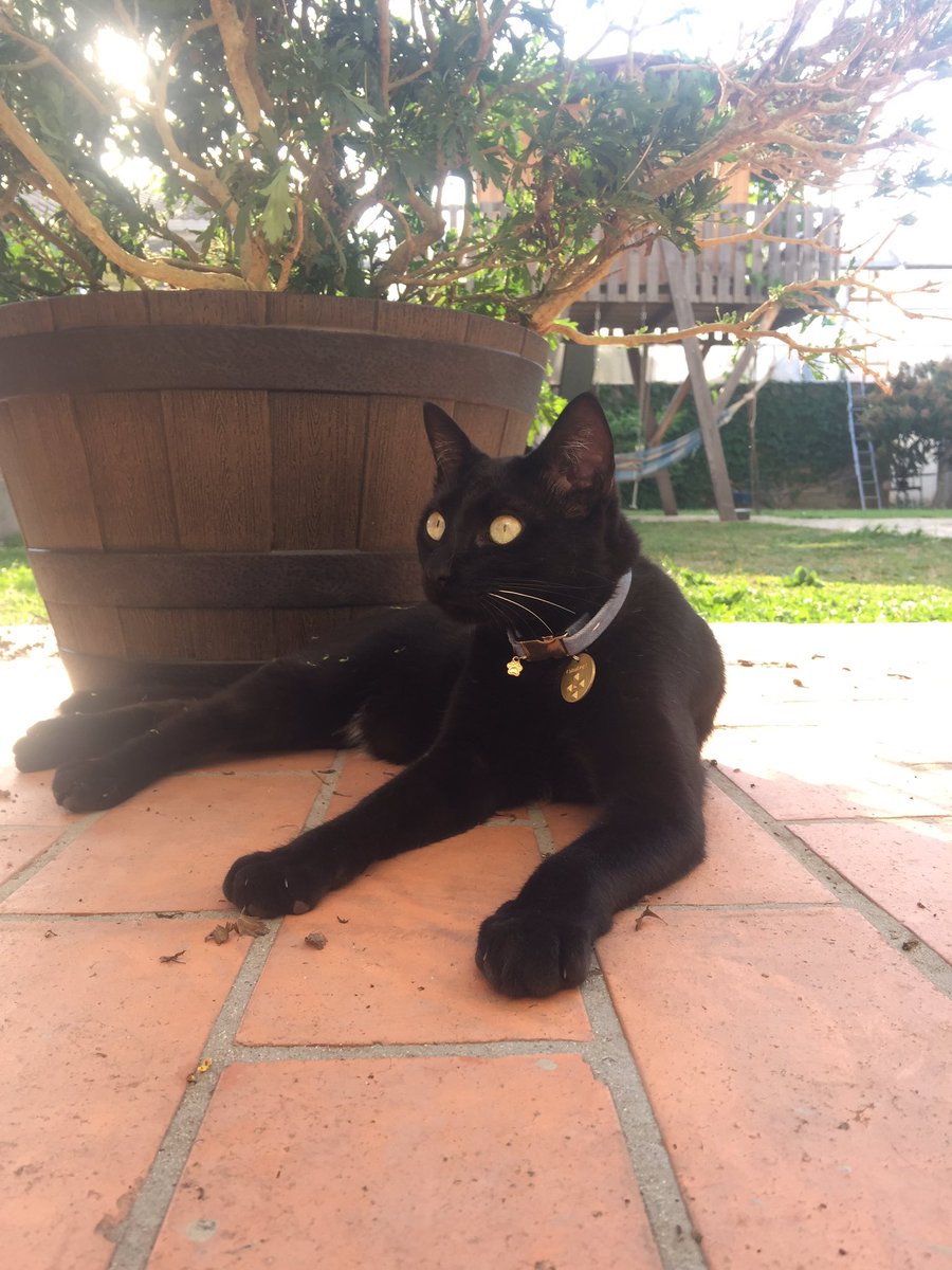 CatanDogsBrasil's tweet photo. O verão esta chegando ! Prevenir é melhor do que Tratar . https://t.co/dMARZG6WQJ