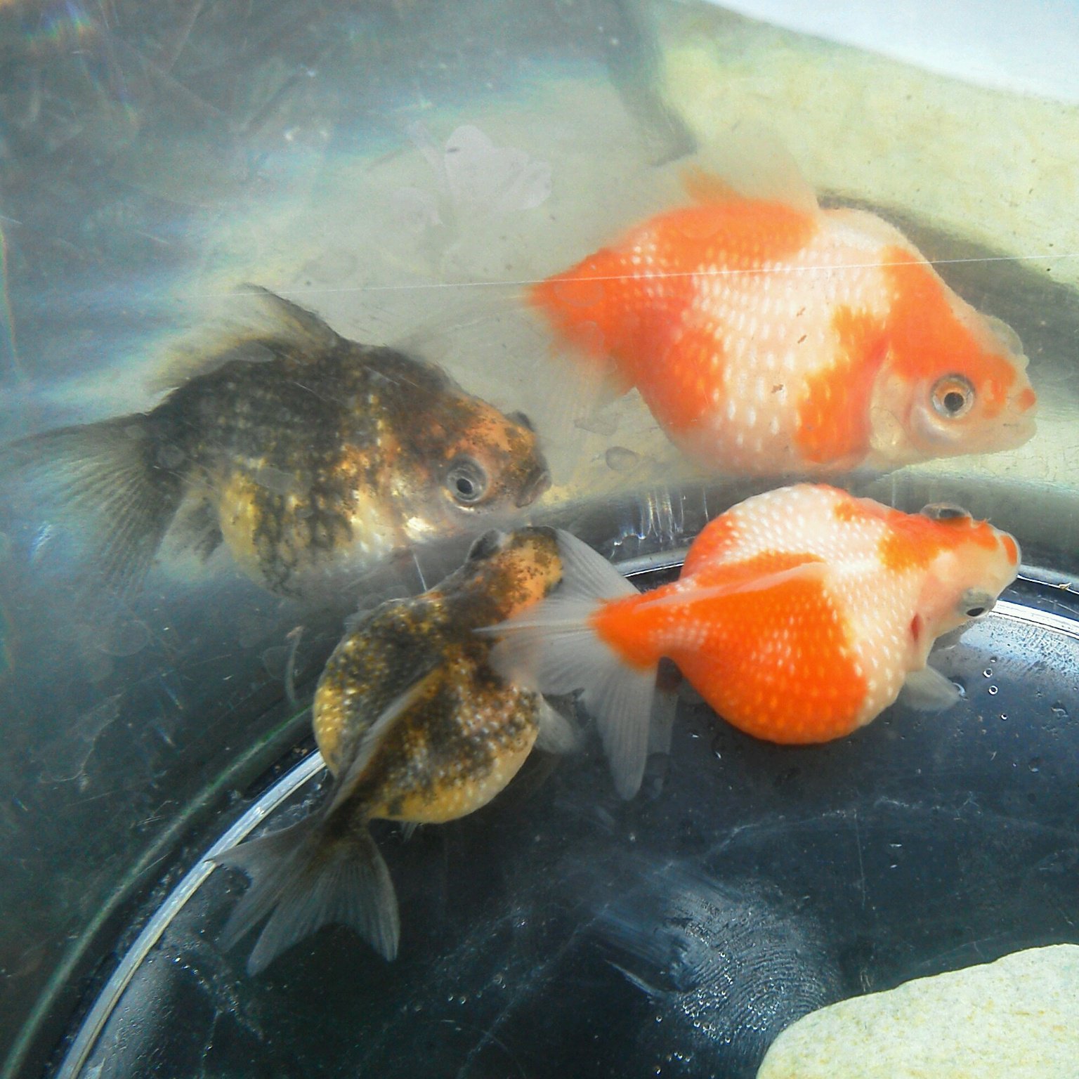 どんぶり金魚 ボトルアクア推進月間 Odekopin1 金魚 どんぶり金魚 ピンポンパール 国産ピンポン 今日の〆 からの 間違いなく自分を観てるでしょ 笑 Kingyo Pinpon 横浜 よこいち T Co 5fznichm Twitter