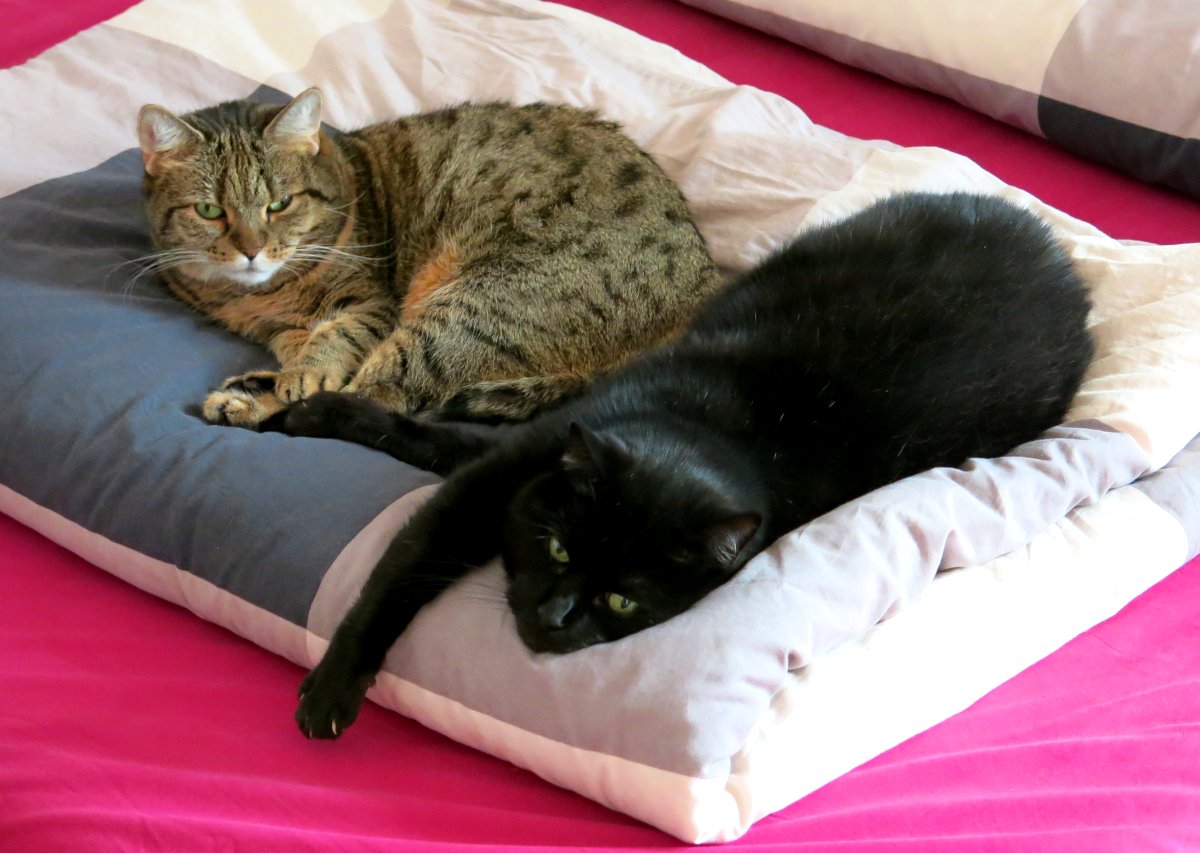 Niko and Lotta on the blanket