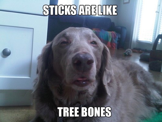 BiasedBigfoot's tweet photo. #highdog #Memes https://t.co/eUBZzWluEf