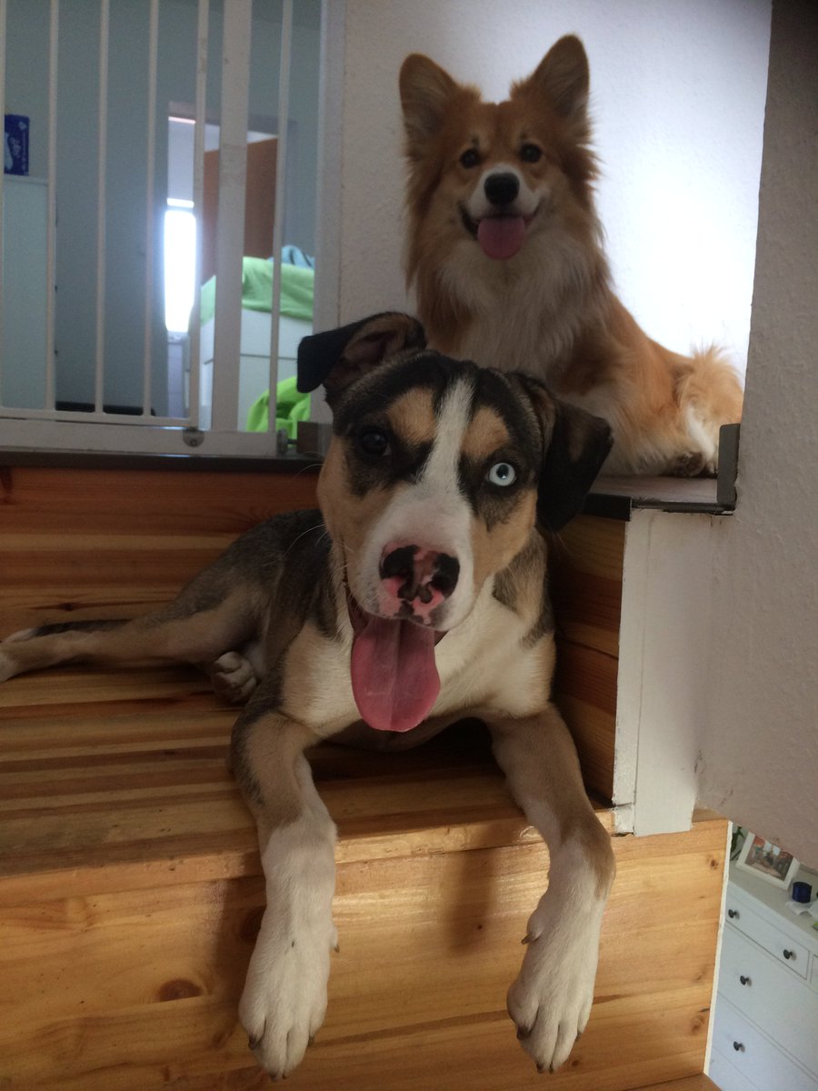 SajuKoboldkind's tweet photo. Oh, hello. Just chillin’, ya know. #DeppenSquad #PostGassiHecheln #MüdeHunde #SonnigerSonntag https://t.co/P2FFaihw0h