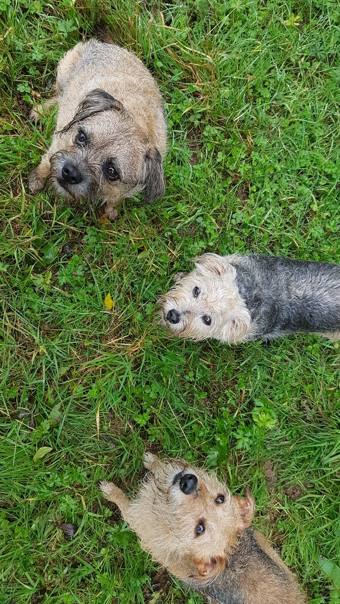 thinkyourfuture's tweet photo. We're all having a @TheGoodwashCo later...... #muddypups https://t.co/LSLUgs65bO