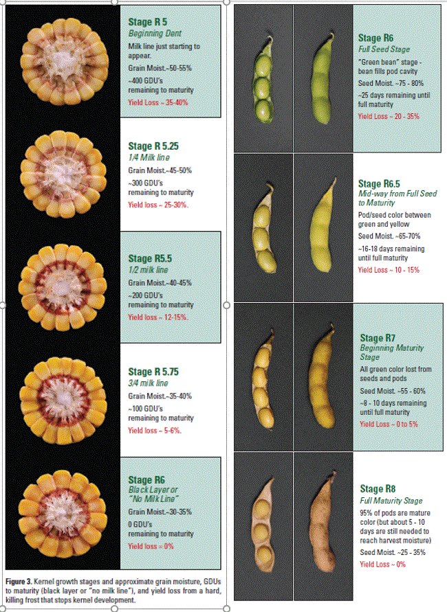 Quick reference on crop staging and impact on yield when the mercury drops too low.
