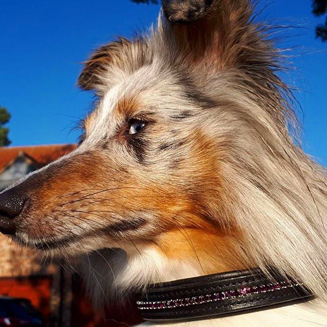 StampedeEq's tweet photo. Beautiful Sully our sponsored #dog love #dogs #follo #followus and follo #goodvetguide #thedogslist #WeLoveDogsUSA #BDBCo https://t.co/U0htnWwSvC