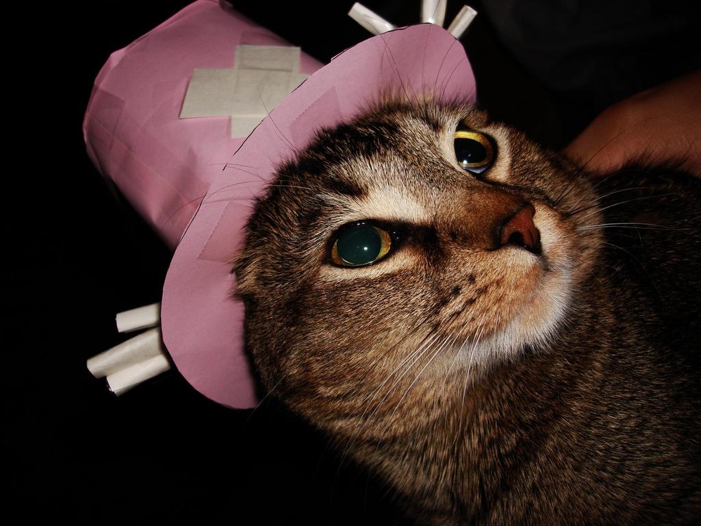 catsbby's tweet photo. oii https://t.co/wiAa0tXynq