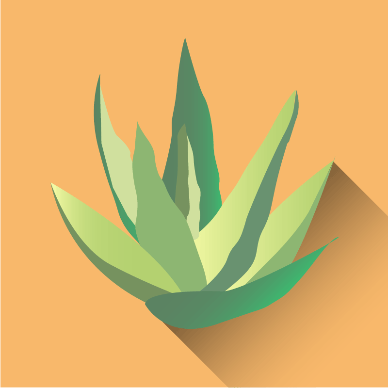 BeachFeetUK's tweet photo. Did you know that each #BeachFeet pack is infused with soothing aloe vera extract? ✨ https://t.co/FBRff4Z6X9