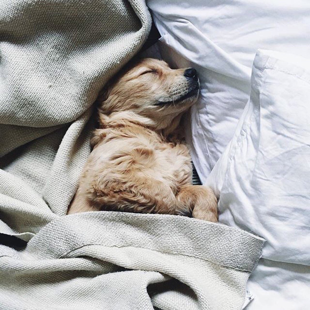 pipabella's tweet photo. Oh, the long weekend.. Have a good #LazySunday everyone! 🐶
📸 @tired.dog.happy.owner

#WheresPB #PuppyLove #PipaBella https://t.co/uw5c8ovHr8