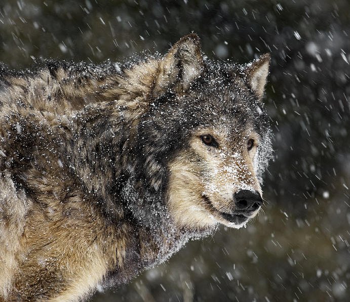 _wolves__'s tweet image. Have a nice Sunday my friends