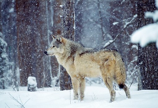 _wolves__'s tweet image. Have a nice Sunday my friends