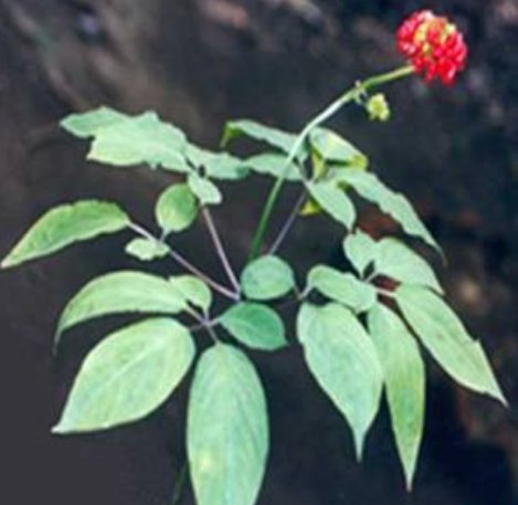 Shoppin8Unicorn's tweet photo. Ginseng affects the body’s nervous system in various ways, #PyraBoost #Allthenicestuff #EnergyDrink https://t.co/9yTRmASBRF https://t.co/j1lgsuuSDb