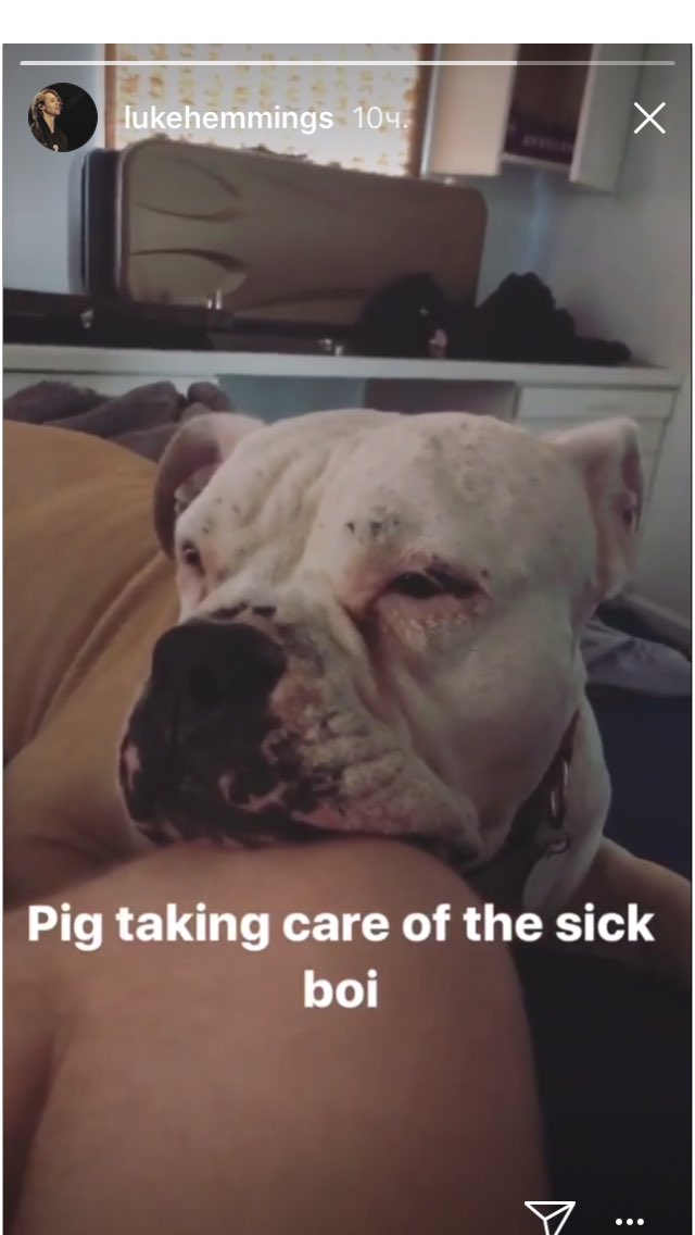 carouselftafi's tweet photo. #getwellsoonluke petunia thanks for care of our sick boi. You are a great dog.I wish i could care about Luke as you.i hope he will be better https://t.co/j5uMzqKtRl