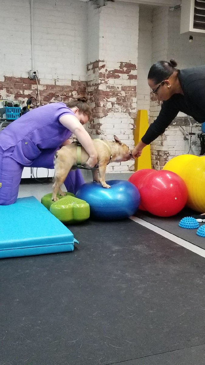 Brooklyn conquers “peanut mountain” 😆👏🐾 #caninerehabilitation #hemilaminectomy #ivdd #water4dogs