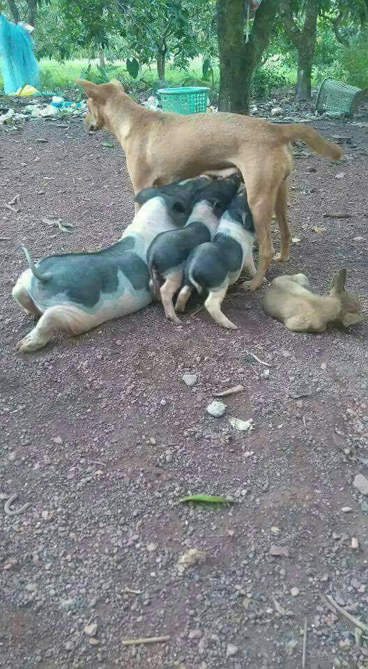kyaw soe wynnn (@soe_wynnn) on Twitter photo 
