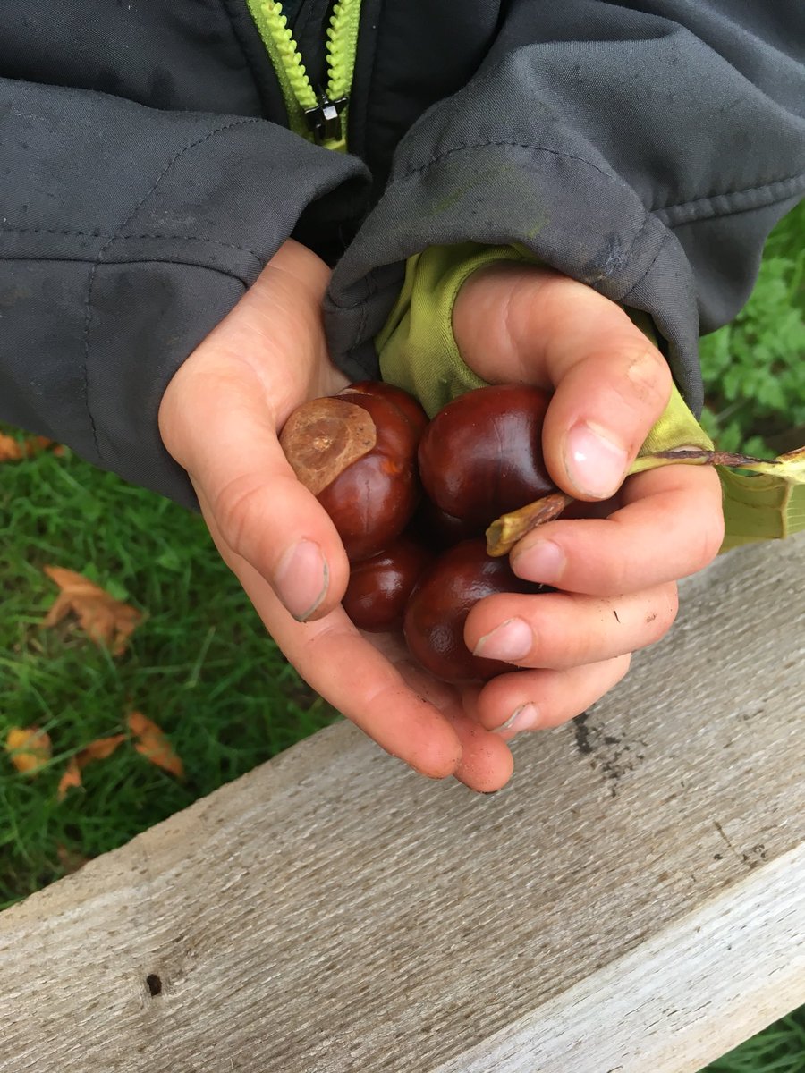 LevensideAssoc's tweet photo. Conkers on #levenside #stokesley 🍁🍂 https://t.co/wxBgtPEjhD