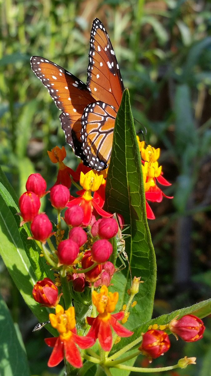 Scottish_dove's tweet photo. A queen, an assassin, a hover fly &amp; gaggle of aphids: busy day at the milkweed buffet 🍽
#txpollinators #butterfly #entomology #ntx #BioBlitz https://t.co/kSaQJknWnv