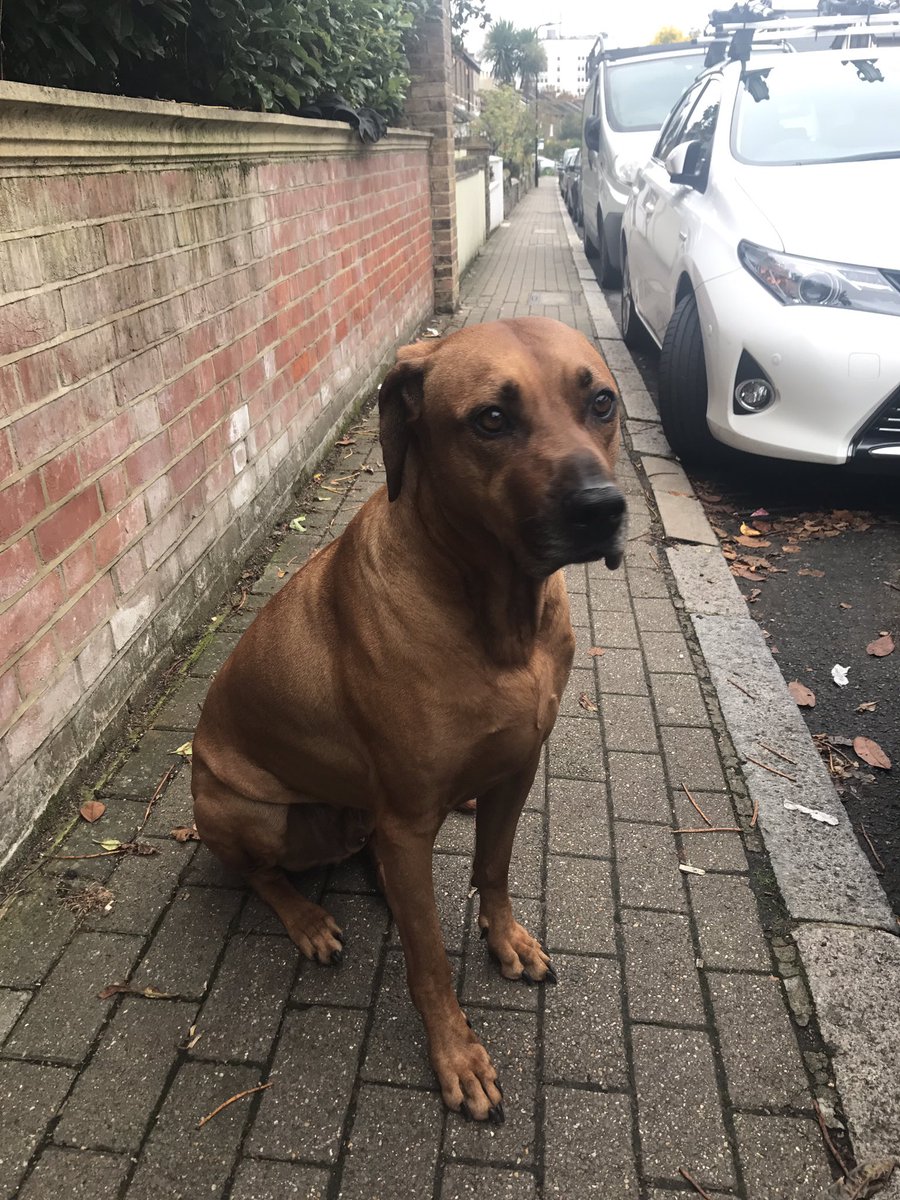 Anyone in the ealing area lost a Rhodesian ridgeback. Found him about 15 minutes ago just laying on the pavement.Please RT #ealing #lostdog