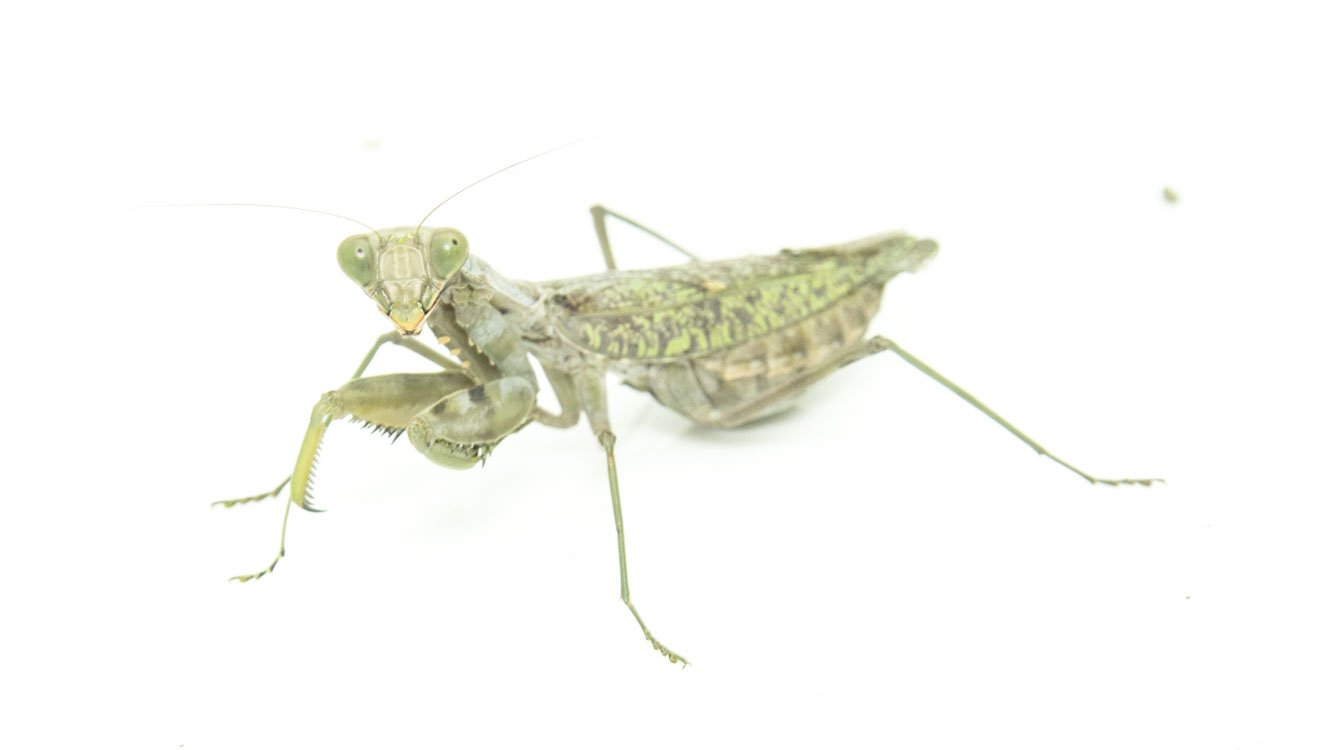 おいしい昆虫記 発売 蟲喰ロトワ むしくろとわ By おいしい昆虫生活 52 ジャコウアゲハ幼虫 食草ウマノスズクサ由来のアルカロイドを含んでいるため 苦味が強く かつ持続する 今回は口に含み 味を見てから吐き出したが 飲み込まないとのどごし