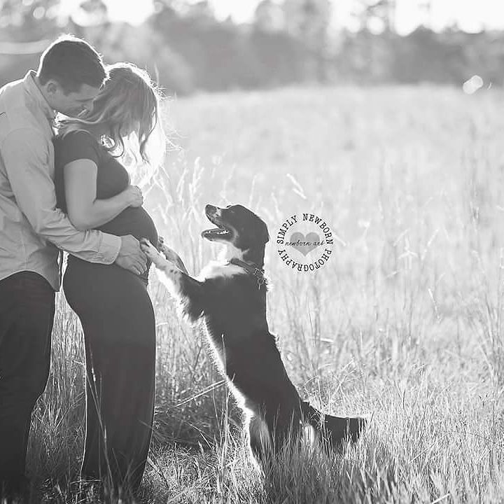 TheDogLiberator's tweet photo. Of course we took Bodhi to our maternity photo shoot and of course he steals the show <3 ~Melissa #tdl #thedogliberator #walkadog #floridad… https://t.co/ZyQa4tuU5u