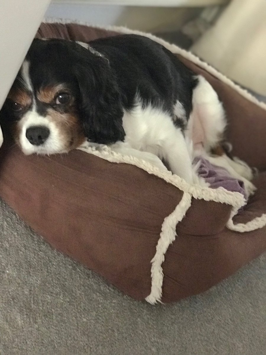 The_Warns's tweet photo. Winston posing and Albie having a lazy day https://t.co/u8Y9QcQKpH