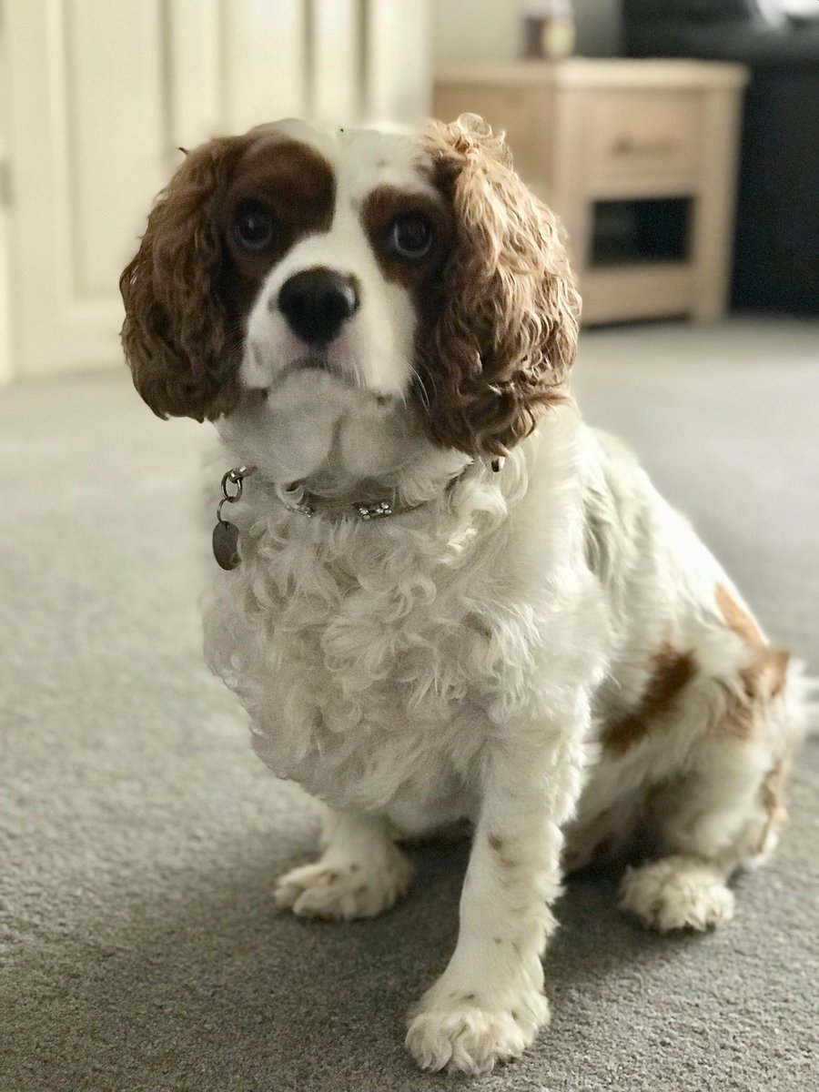 The_Warns's tweet photo. Winston posing and Albie having a lazy day https://t.co/u8Y9QcQKpH
