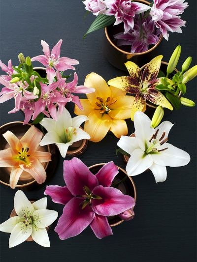 #Oktober... Tijd voor wat uitbundige kleuren...! <a href="/Plantion/">Plantion</a> weer genoeg kleur te vinden tussen de #lelies! #yourlily #flowertober